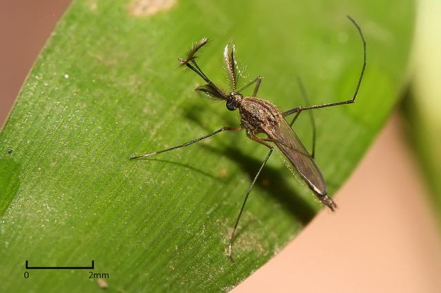 Νέο εντομοαπωθητικό κατά του κουνουπιού,φορέα ελονοσίας
