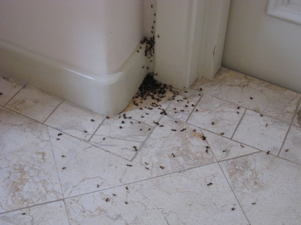 Πώς να απαλλαγείτε από τα μυρμήγκια