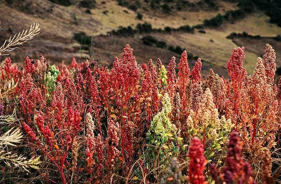 Ανακαλύψτε τo Quinoa την πηγή πλήρων πρωτεϊνών και όχι μόνο!