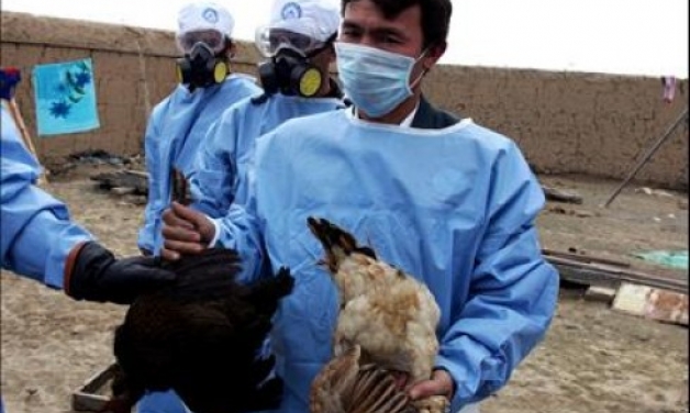 Πότε ο ιός της γρίπης των πτηνών (Η5Ν1) εξαπλώνεται ραγδαία;