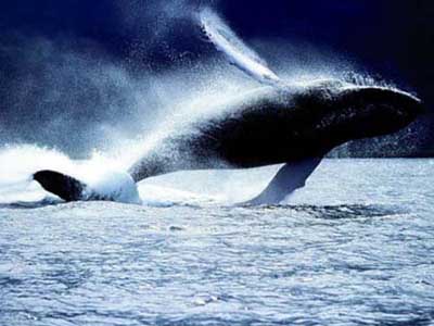 Δείτε σε video: Την φάλαινα που έβγαλε ένα ουράνιο τόξο από τον φυσητήρα της