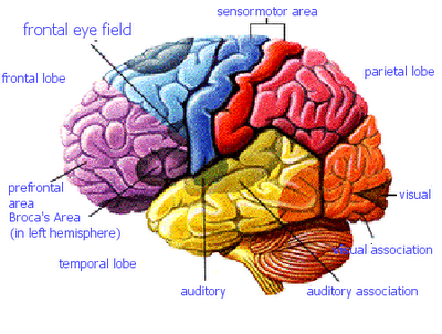 Τα ”μονοπάτια” του ανθρώπινου εγκεφάλου