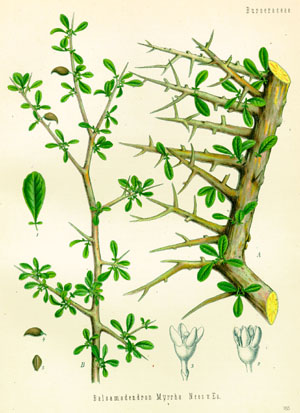 Commiphora Myrrha 3