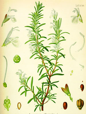 rosmarinus 2