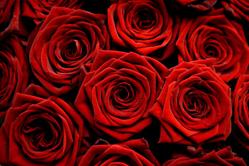 Τα τριαντάφυλλα” ωφελούν το δέρμα και την ψυχή”
