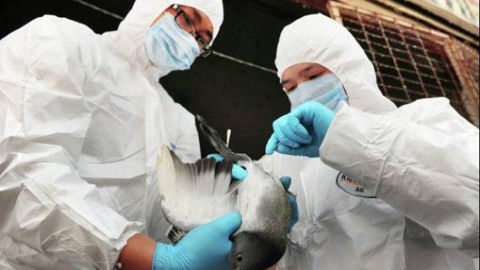 37 άνθρωποι πέθαναν απο τον ιό της γρίπης των πτηνών