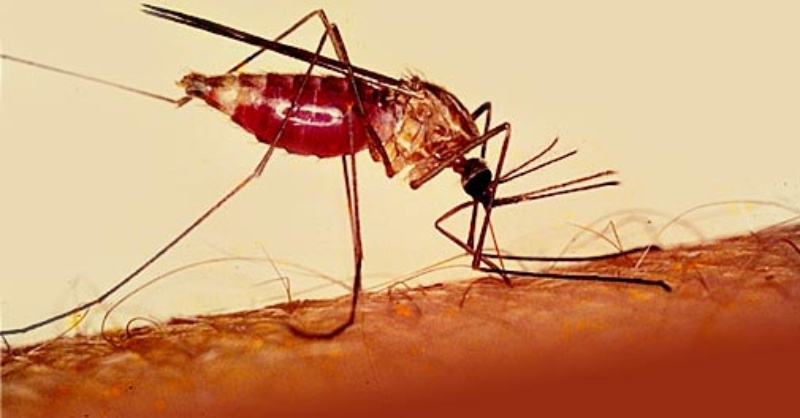 Όλα όσα πρέπει να γνωρίζετε για την ελονοσία