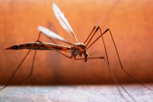 Νέο αντικουνουπικό καθιστά το σώμα «αόρατο» στα κουνούπια