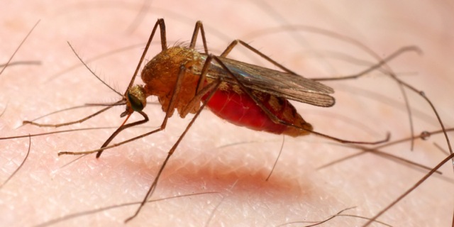 Παγκόσμια Ημέρα κατά της ελονοσίας