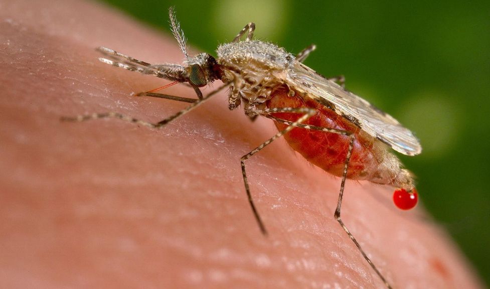 Πελοπόννησος: άδεια αεροψεκασμών για τα κουνούπια