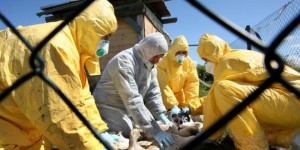 Γερμανία: Κίνδυνος τα αποδημητικά πουλιά στην μετάδοση του ιού