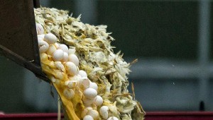 Γερμανία: Κίνδυνος τα αποδημητικά πουλιά στην μετάδοση του ιού