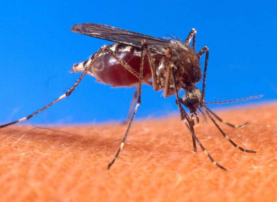 Ελονοσία: Ίσως η λύση να βρίσκεται σε γενετικά τροποποιημένα κουνούπια