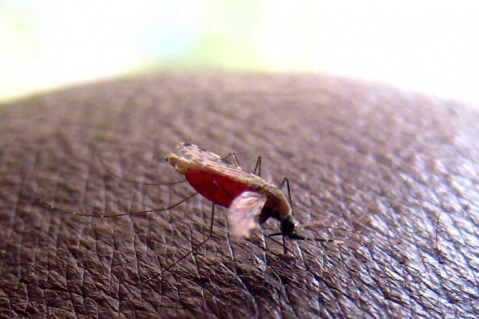 Η Σιέρα Λεόνε πολέμα την ελονοσία