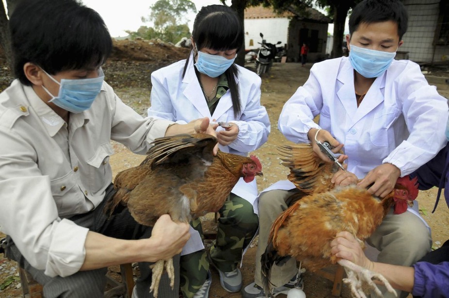 Πώς συνδέεται η γρίπη των πτηνών με την κοινή γρίπη;