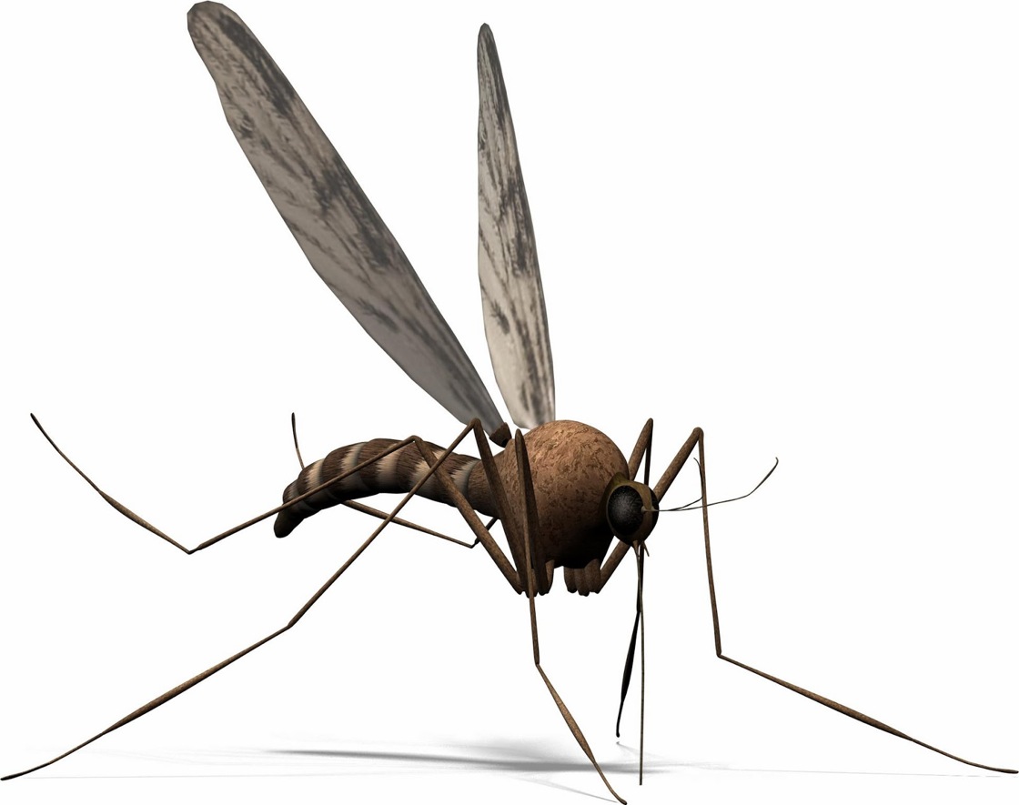 Πώς μπορούν τα κουνούπια να μας σώσουν από μολύνσεις;