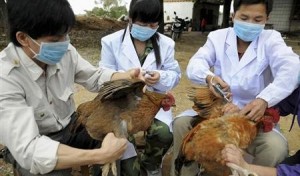 Η5Ν6: Η γρίπη των πτηνών χτυπά το Βιετνάμ