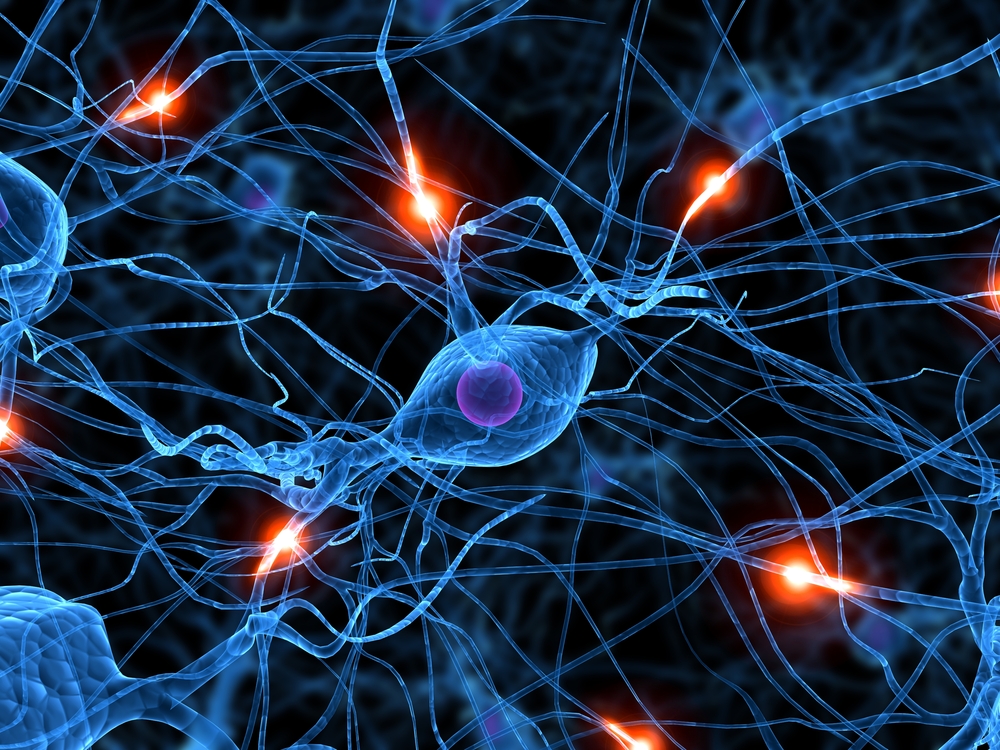 Έρευνα: Πιο κοντά στην κατανόηση των νευρικών απολήξεων