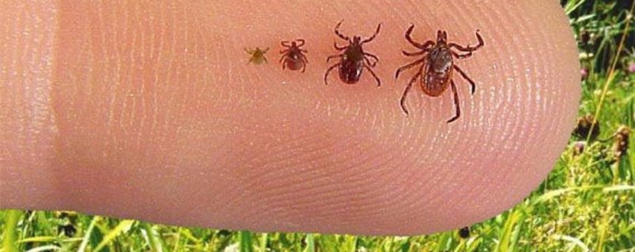 Πρόληψη & προστασία από την νόσο Lyme