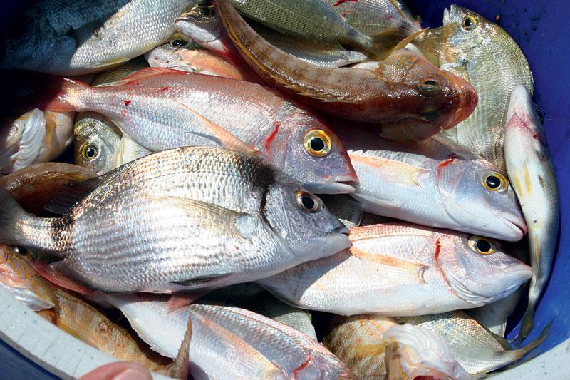 Πώς να ξεχωρίσετε τα φρέσκα από τα μπαγιάτικα ψάρια;