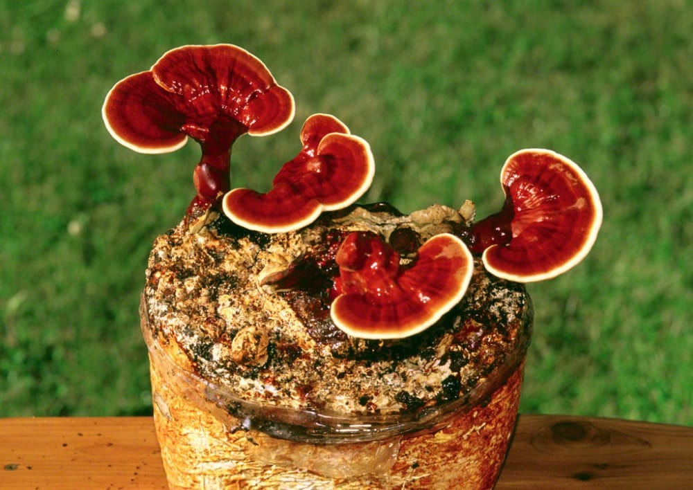 Ganoderma Lucidum… ελιξίριο ζωής