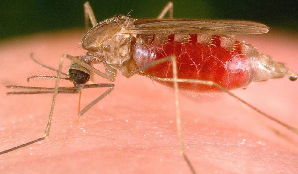 Σουαζιλάνδη: Πρόοδος στην προσπάθεια εξάλειψης  της ελονοσίας