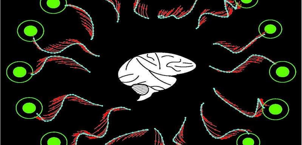 Γιατί ο εγκέφαλος κάνει λάθη;