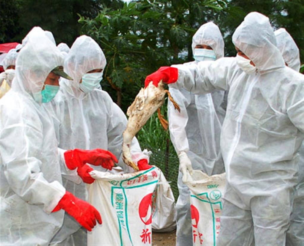 Ο ΟΗΕ προειδοποιεί για την γρίπη H5N1
