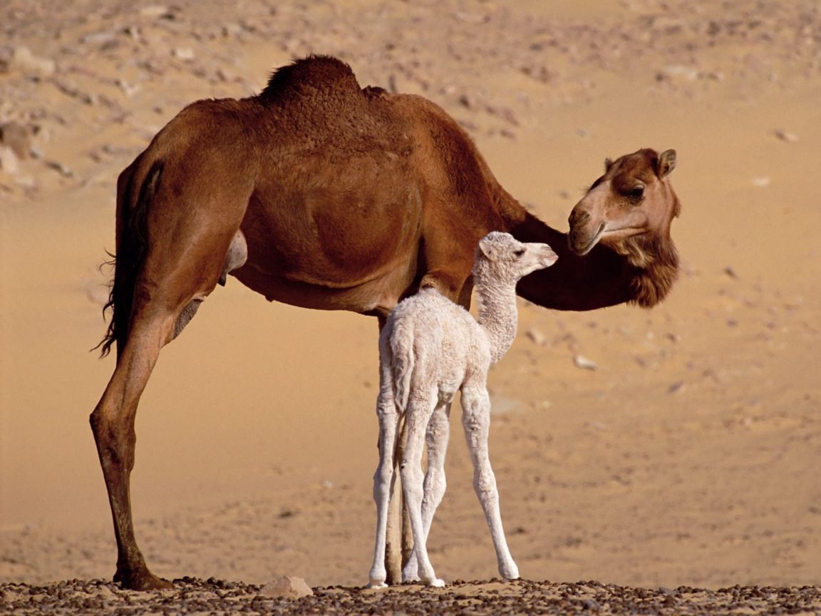 Εμβόλιο κατά του MERS «δούλεψε» σε καμήλες