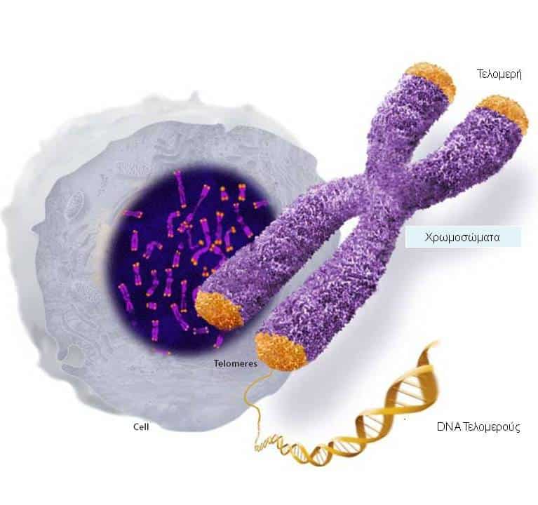 Τελομερή:Το μυστικό για να δώσεις παράταση στην νεότητα