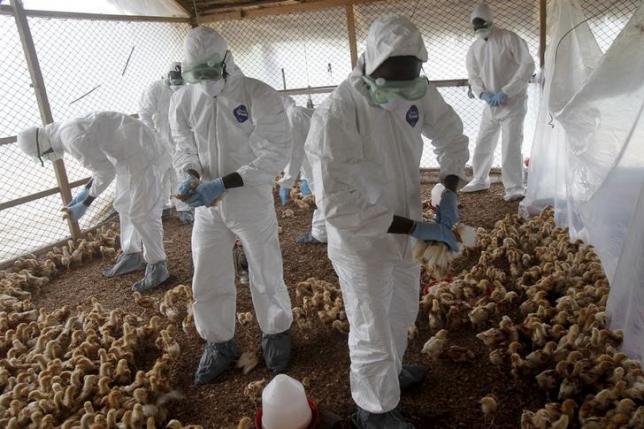 Απαγόρευση εισαγωγών πουλερικών λόγω γρίπης