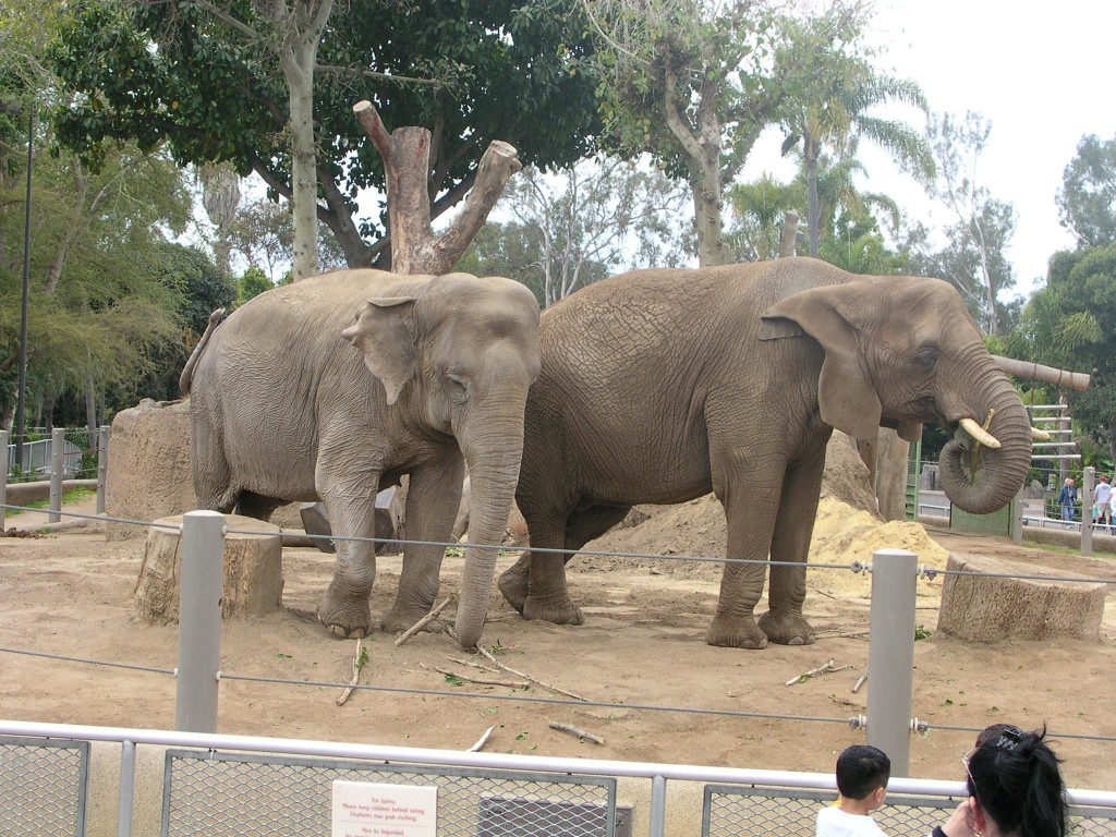 Ελέφαντες και εργαζομένοι με φυματίωση σε ζωολογικό κήπο