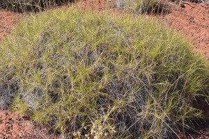 aibn_spinifex_pic1