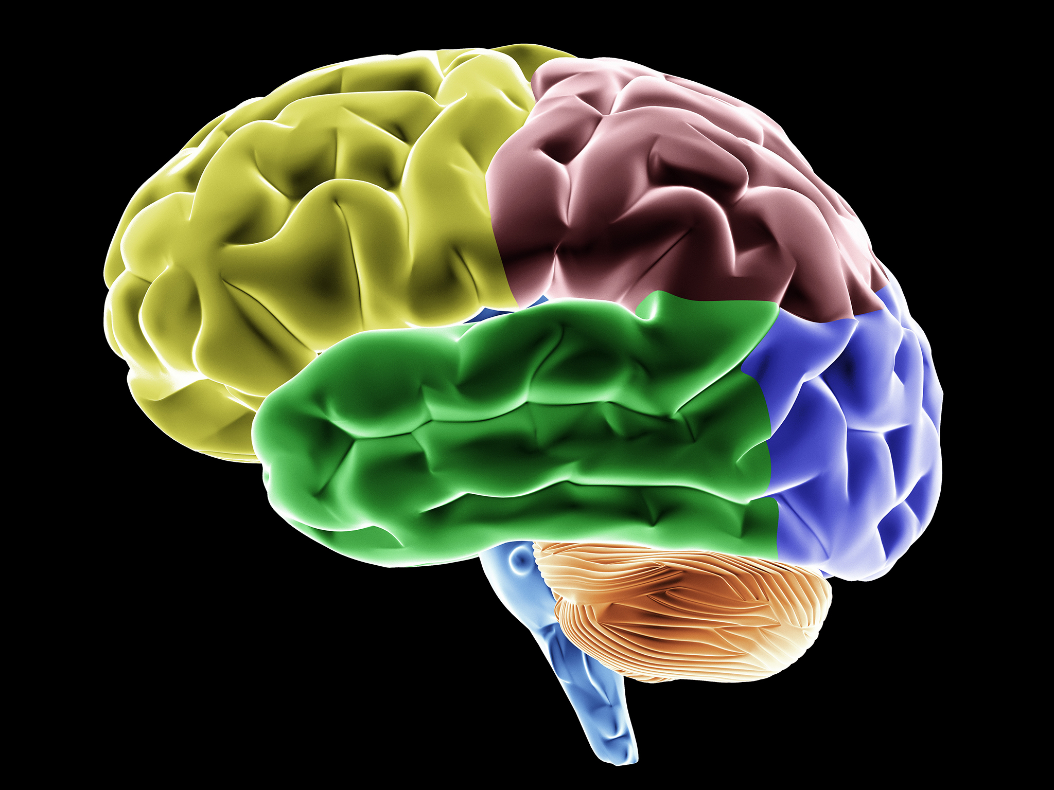 Ομάδες γονιδίων στον εγκέφαλο που επηρεάζουν την νοημοσύνη