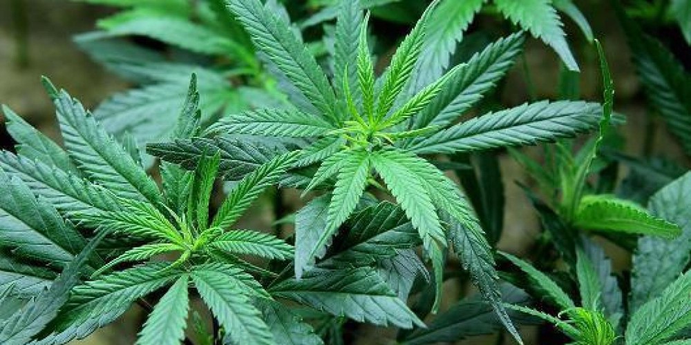 Καναδάς:Αλλάζει ο νόμος για την ιατρική μαριχουάνα;