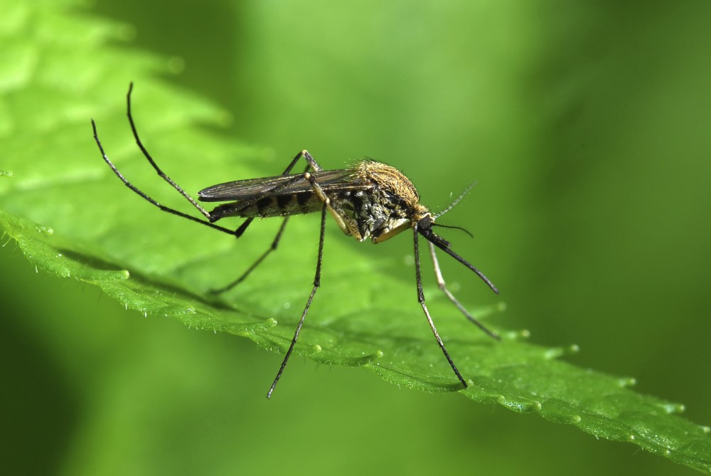 Κουνούπια και άνθρωπος τα πιο θανατηφόρα όντα