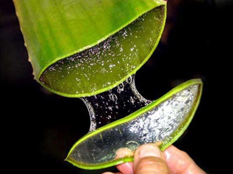 Αλόη: Το φυτό της «αθανασίας»