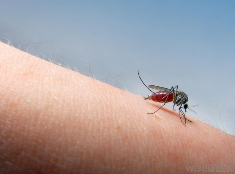 Πότε πρέπει να ανησυχούμε για τα τσιμπήματα των κουνουπιών;