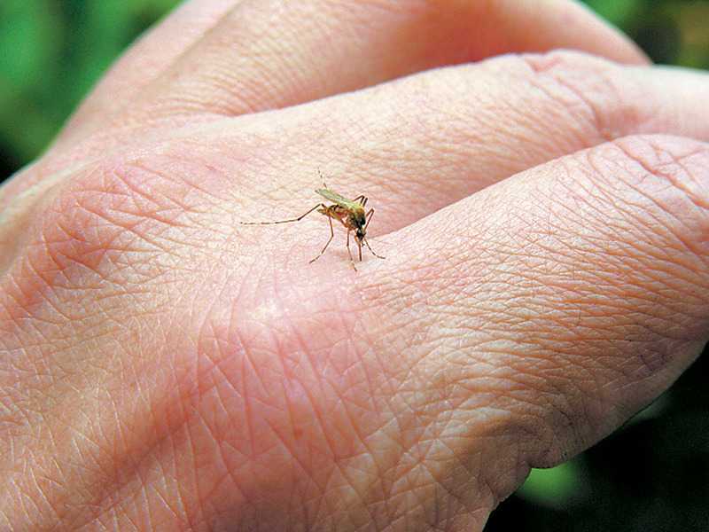 Κουνούπια: Πώς να μην συνυπάρξεις μαζί τους!
