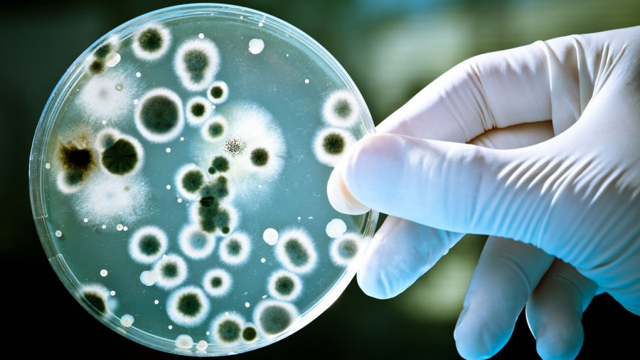 Η αλμύρα σκοτώνει τα βακτήρια MRSA;