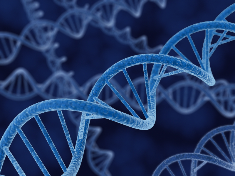 Το DNA μας δείχνει πόσους απογόνους θα αποκτήσουμε