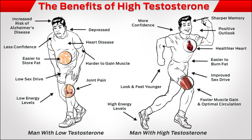 Ένζυμο μπορεί να ρυθμίσει τα επίπεδα τεστοστερόνης