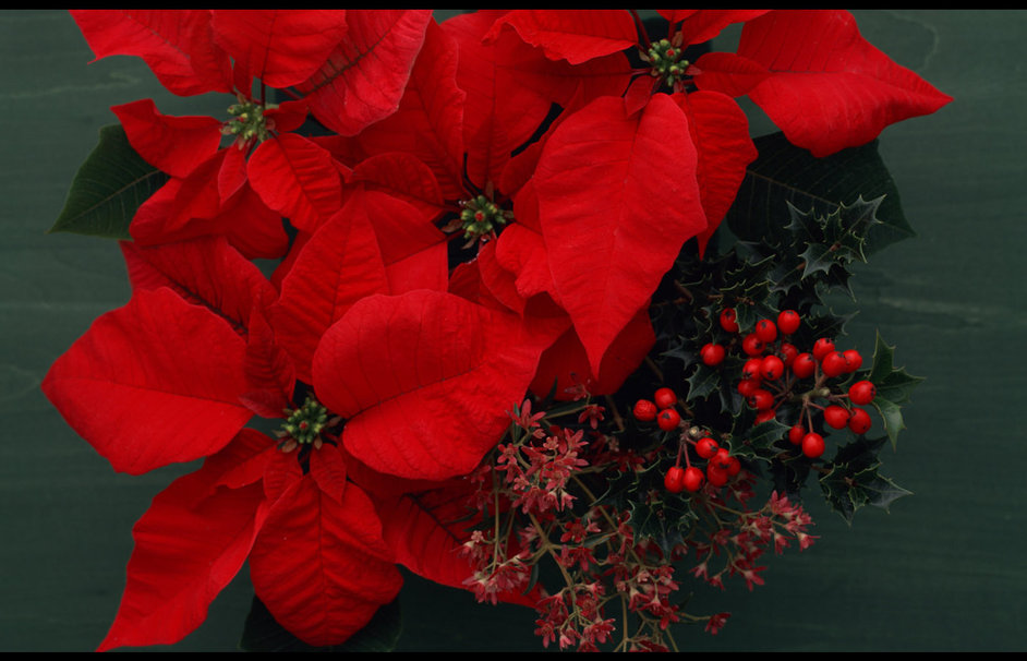 Αλεξανδρινό: Είναι επικίνδυνο το φυτό των Χριστουγέννων;