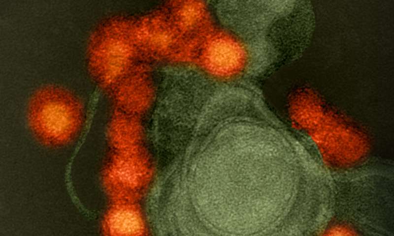 Ανακαλύφθηκαν πρωτεΐνες – κλειδιά για τη θνησιμότητα από τον ιό Ζήκα