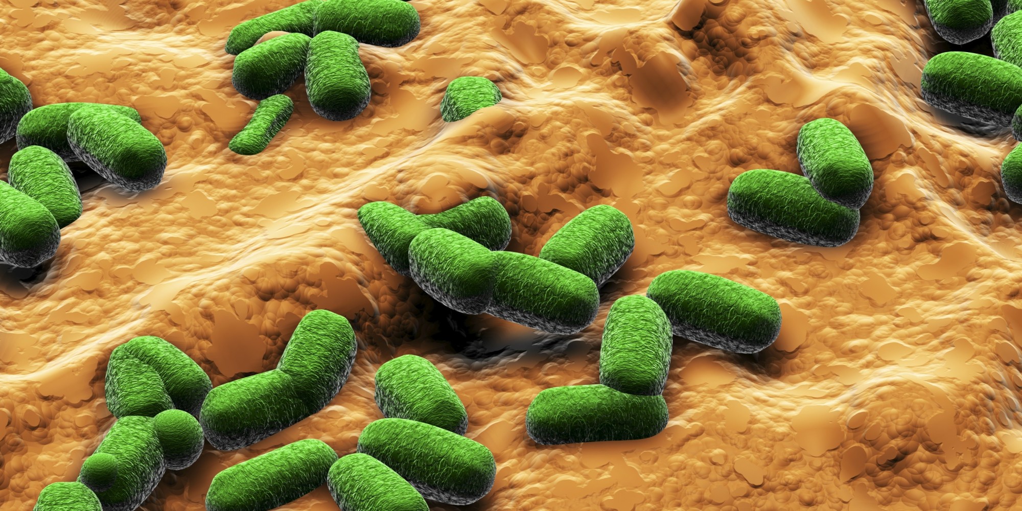 Τα εντερικά βακτήρια προσφέρουν στα νεογέννητα προστασία από λοιμώξεις