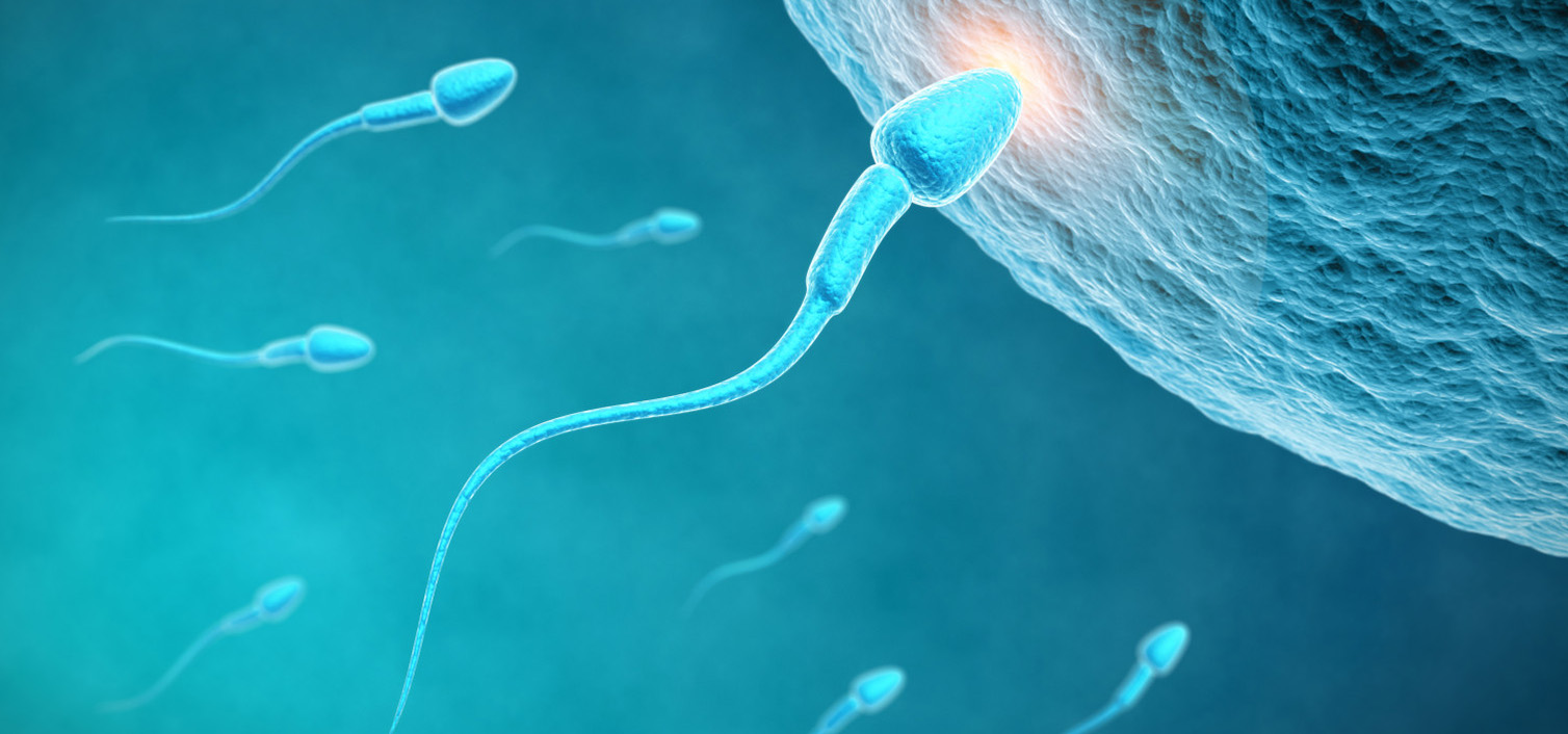 Ανδρική γονιμότητα: Ο ρόλος του φολικού οξέος