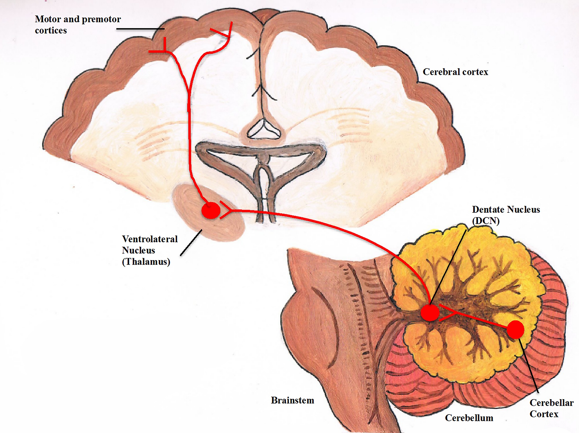 Η παρεγκεφαλίδα έχει μείζονα ρόλο στη σχιζοφρένεια