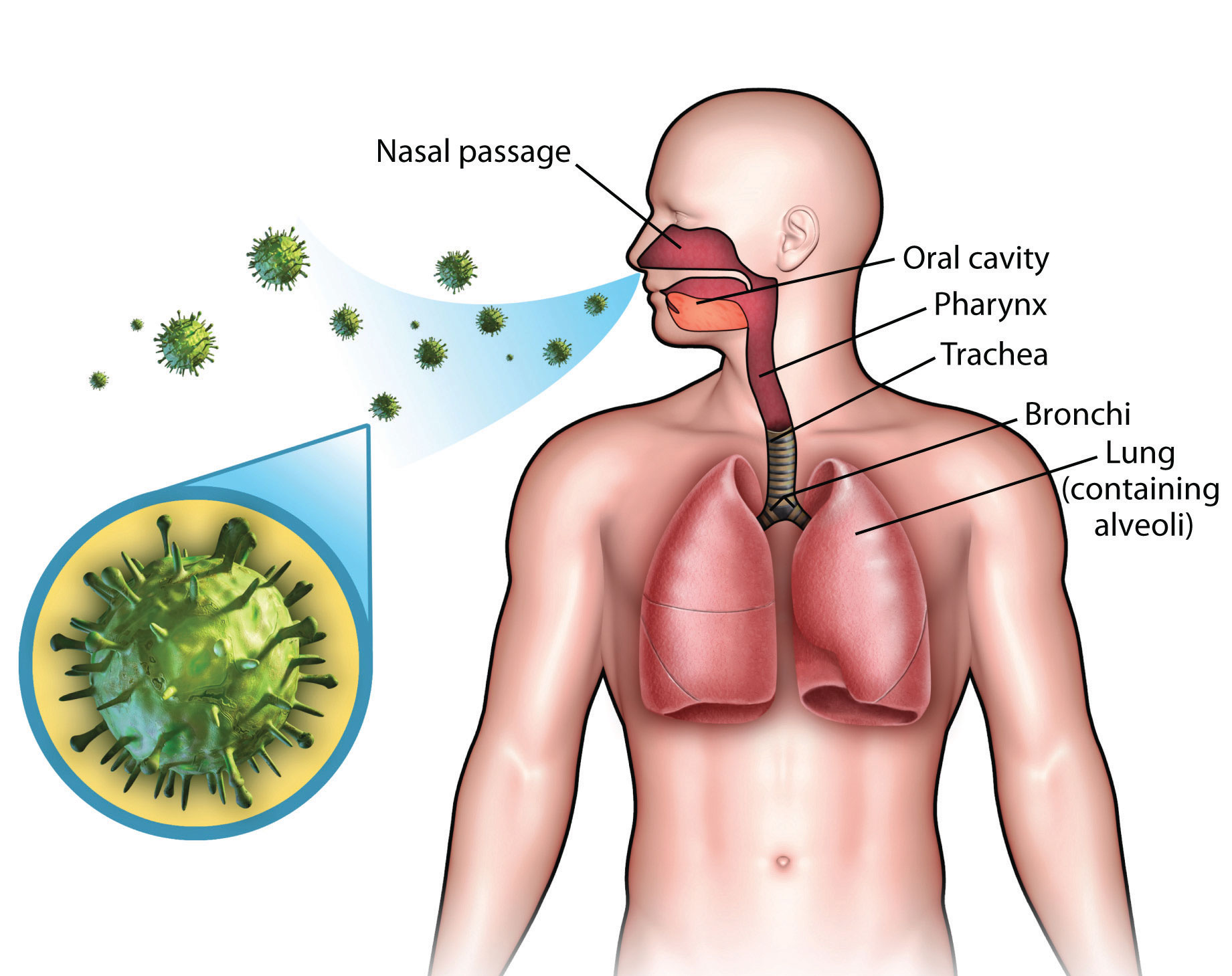 Νέα στοιχεία για συνήθη ιό του αναπνευστικού