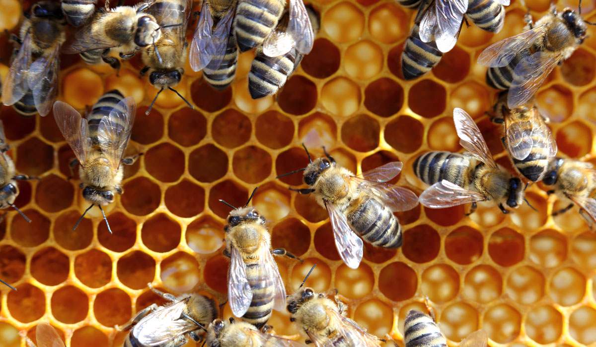 Πως συνδέεται η υγεία μας με εκείνη των μελισσών