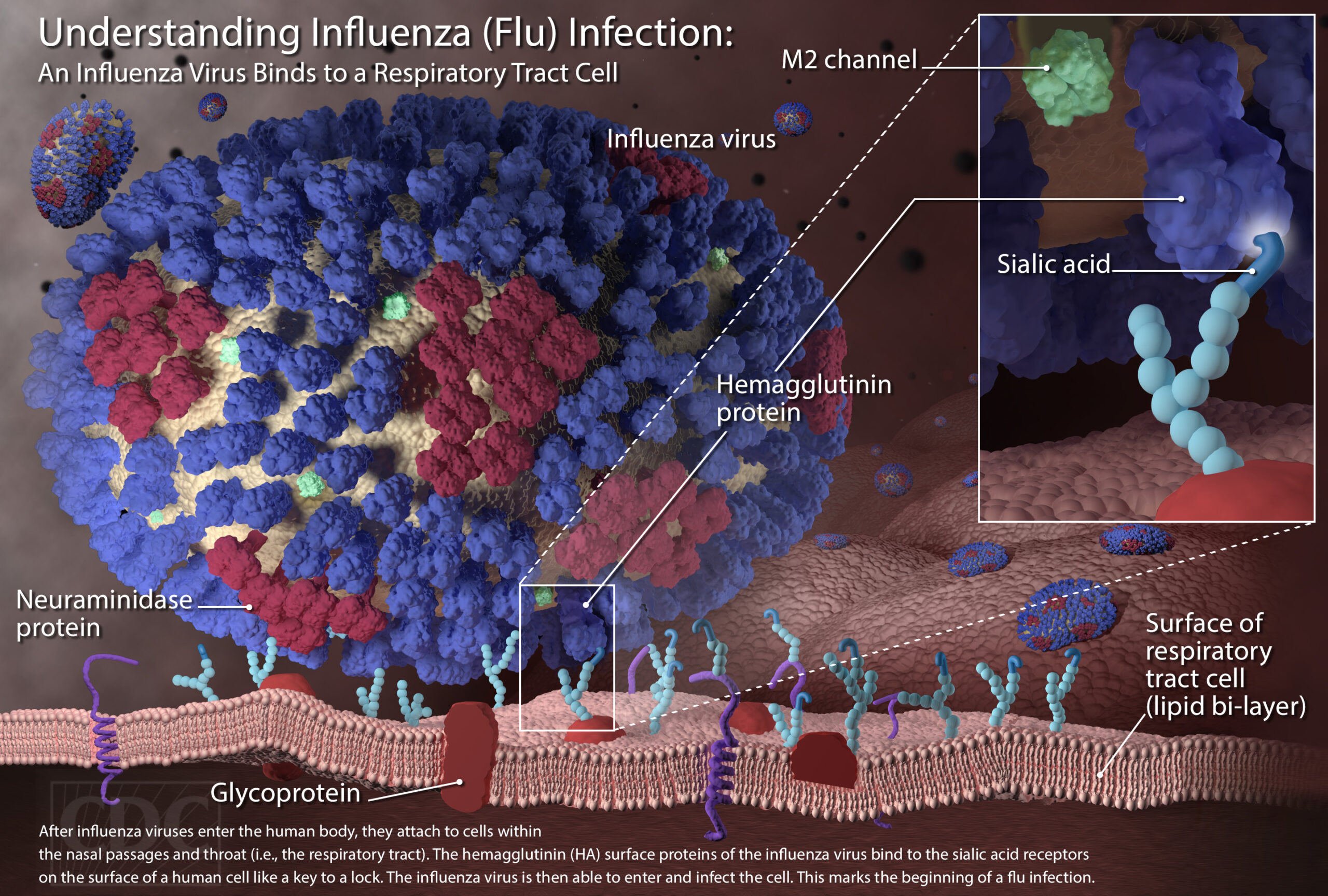 Γενετικός δείκτης ασθενών υψηλού κινδύνου για γρίπη